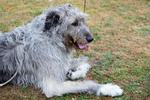 Dog lying on the grass.