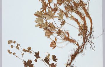 Piece of paper witha dried leafy plant taped to it, a handwritten panel is underneath