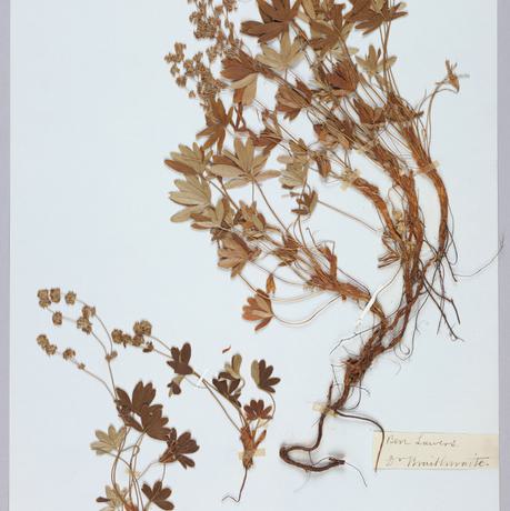 Piece of paper witha dried leafy plant taped to it, a handwritten panel is underneath