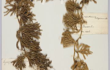 Piece of paper with a dried mossy plant taped to it, a hand written panel is below