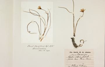 Sheet of paper with two dried flowering plants taped to it with writing underneath