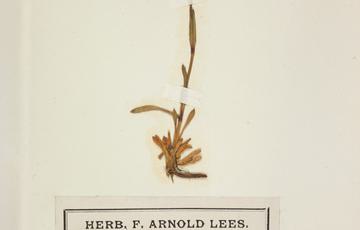 Piece of paper with a dried flowering plant taped to it, underneath is a handwritten note