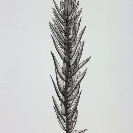 Drawing of a plant stalk with small leaves attached to it