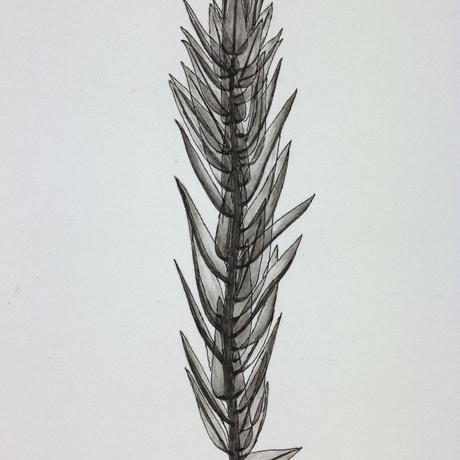 Drawing of a plant stalk with small leaves attached to it