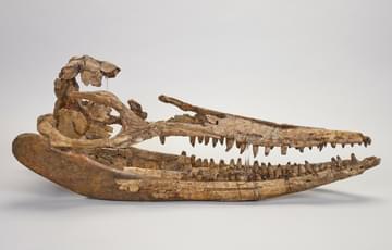 Right side view of the skull of the ichthyosaur