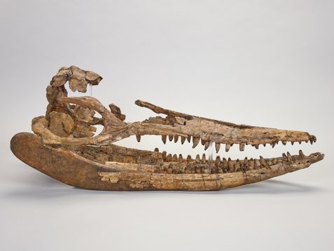 Right side view of the skull of the ichthyosaur