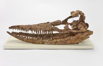 Left side view of the skull of the ichthyosaur