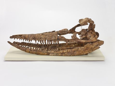 Left side view of the skull of the ichthyosaur