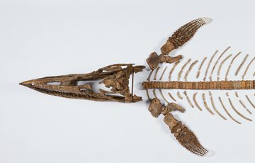 Birds eye view of the ichthyosaur bones arranged into a skeleton.