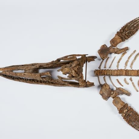 Birds eye view of the ichthyosaur bones arranged into a skeleton.