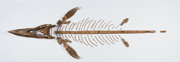 Birds eye view of the ichthyosaur bones arranged into a skeleton.