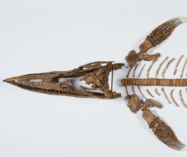Birds eye view of the ichthyosaur bones arranged into a skeleton
