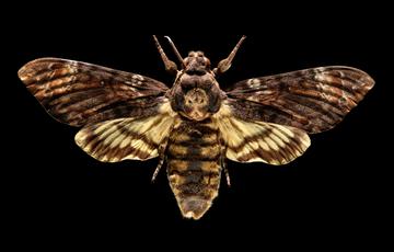 Fluffy moth marbled with cream, black and brown ripples, markings on its back resemble a human skull