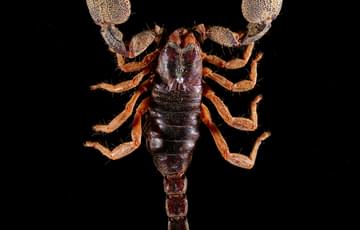 Dark brown scorpion with lighter brown legs and large, bumpy pincers