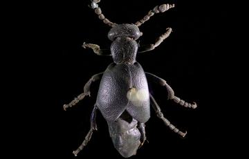Black beetle