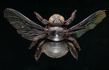 Large black bee with a round body