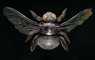 Large black bee with a round body