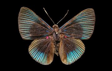 Blue butterfly with black spots at the inside of its wings and two smaller red spots between its upper and lower wings. It has two fluffy brown patches on its lower wings