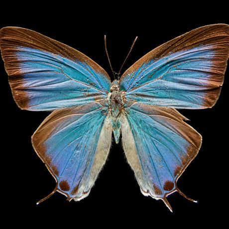 Blue butterfly with black fringe around its wings