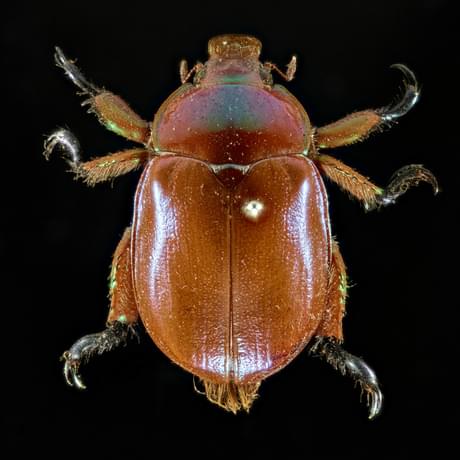 Smooth, shiny brown beetle with luminous green spots dotted on its legs