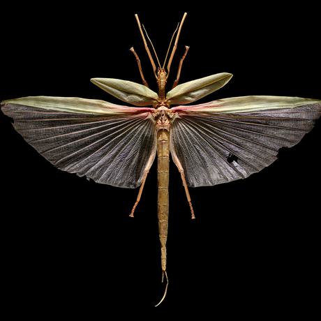 Brown stick insect with two sets on wings. The upper two are small, green and leaf shaped, the lower two are large, dark and fanned out. They have a green horizontal stripe at the top and red in the centre