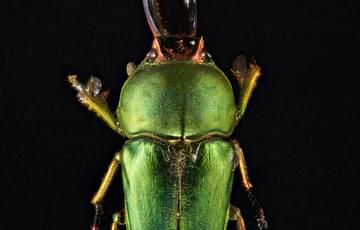 Green beetle with pincers on its head
