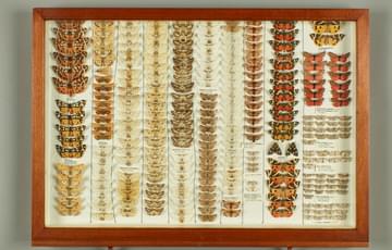 Birds eye view of a drawer of various, labelled butterflies and moths