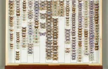 Birds eye view of a drawer of various, labelled butterflies