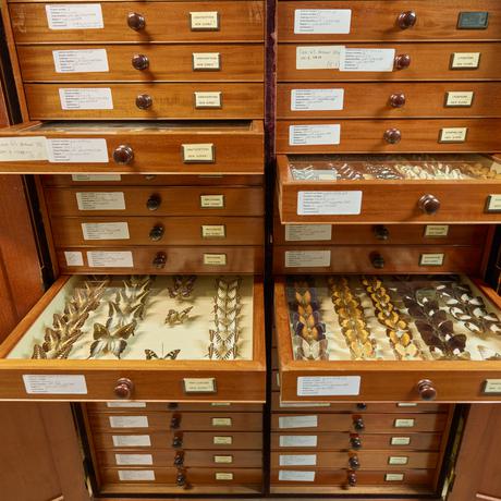 An open drawer of assorted butterflies