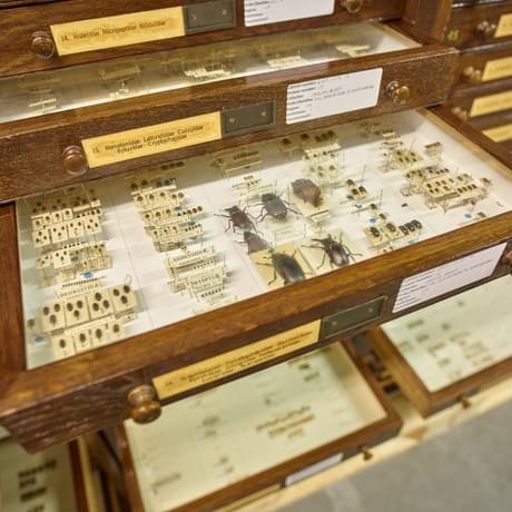 An open drawer of assorted, labelled insects