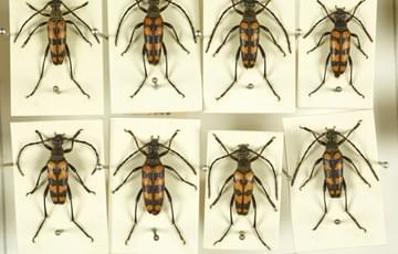 Eight orange and black striped beetles on pieces of cardboard