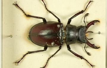 A smooth, large beetle. Its body, legs and pincers are dark brown, its legs are black