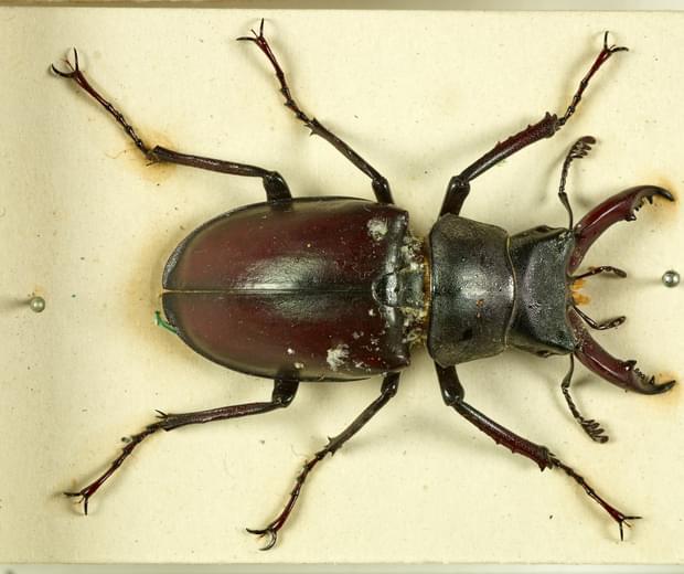 A smooth, large beetle. Its body, legs and pincers are dark brown, its legs are black