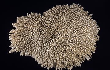 A large piece of cream-coloured coral. It's made up of several finger-shaped branches all joined together