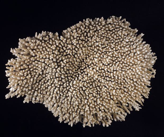 A large piece of cream-coloured coral. It's made up of several finger-shaped branches all joined together