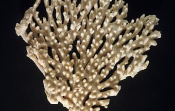 Cream coloured, branching coral