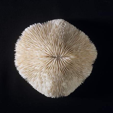 Cream coloured coral with mushroom-like gills
