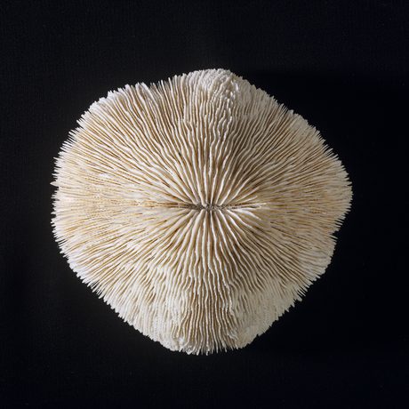 Cream coloured coral with mushroom-like gills