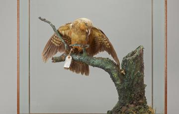 Light brown suspended in motion on a tree branch. Its dark brown wings are outstretched and its beak is slightly open. Its head and body is light brown, with an orange hue on its cheeks