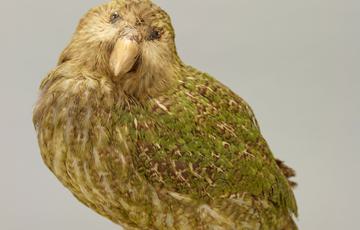 Light brown and green bird perched on a log. It has a wide, flat beak, small, beady eyes and green feathers running through its wing
