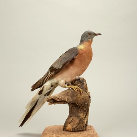 A bird on the stump of a branch. It has a russet breast and blue-grey head and wings. Its tail is long and white