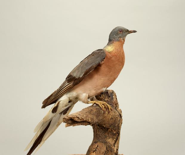 A bird on the stump of a branch. It has a russet breast and blue-grey head and wings. Its tail is long and white