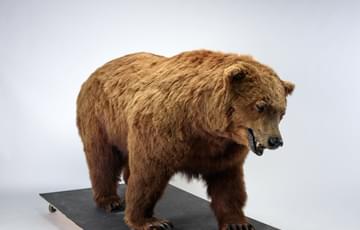 Brown bear, frozen in the act of walking. It looks downwards with its mouth slightly openn, revealing two sharp white teeth