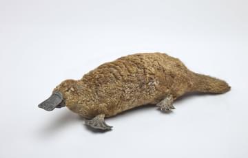Side view of fluffy, dark brown platypus with a square, black bill and black, webbed feet