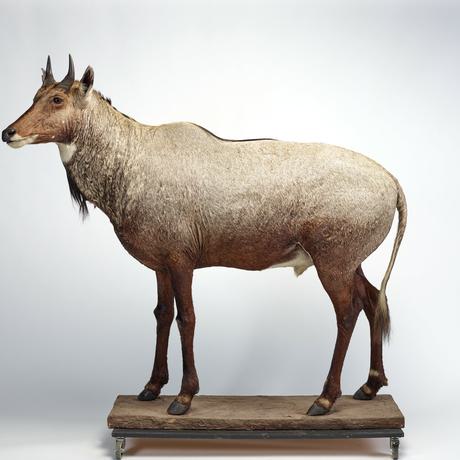 Side view of a dark brown antelope. Its skin is slightly wrinkled and rough. It has two stubby, sharp horns.