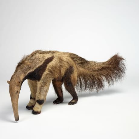 A black and anteater. Its snout sniffs the floor, its tail is very long and feathery