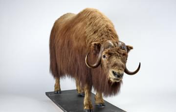 Front view of a shaggy brown ox. Its horns are smooth, close to its face but curled upwards