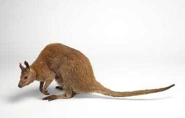 A crouching wallaby, its arms are bent and its head is low to the ground