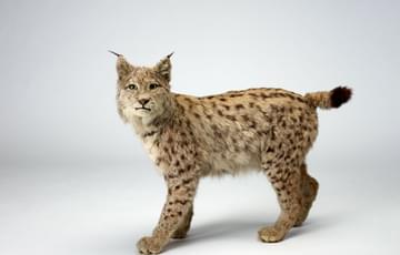Side view of a lynx, its head turned towards so it faces square on