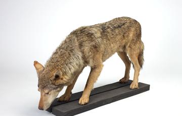 Side view of a grey wolf with its head bowed